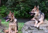 AKC German Shepherd Puppies