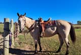 quarter horse gelding