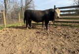 Registered Black Hereford Bull