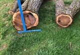 black walnut logs