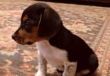 Beagle Puppy for Sale