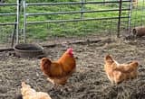 Buff Orpington Trio