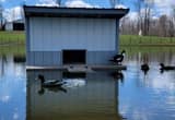 floating Duck house