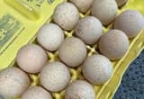 Fertilized Americauna & Turkey Eggs
