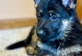 AKC Male German Shepherd