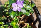 Periwinkle Plants