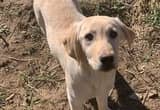 AKC Yellow Labs Puppies