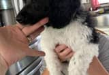 AKC standard poodle female puppy