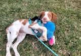 Female AKC Brittany