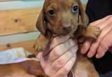 !RDY2GO! CKC Mini Dachshund Male Puppy