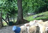 4 Sheep For Sale