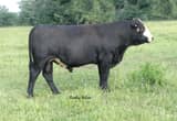 Registered Sim/ Angus Bulls