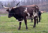 Longhorn Cows