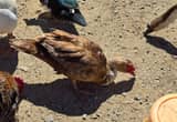 Young Male Muscovy ducks