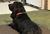 Basset hound UP for stud