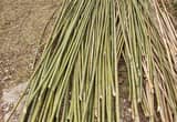 Bamboo Polls & Plants