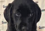 AKC Black Lab Puppies