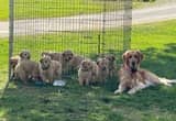 AKC Golden Puppies