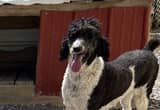 Ckc Reg Standard Poodle Female