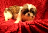 Shih Tzus Pups for sale