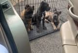 Cane Corso Pups