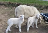 Registered Katahdin lambs