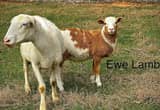 White and Spotted Katahdin Ewes & Lambs