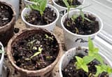 organic seedlings- tomato, pepper, herbs