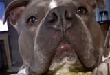 Rehoming American Bully