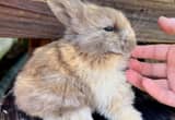 Holland Lop