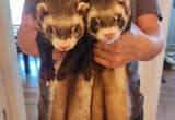 2 male ferrets