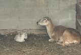 katahdin sheep