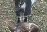 young Nigerian/ pigmy goats