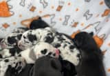 AKC Great Dane Puppies