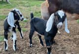 ADGA nubian goat babies