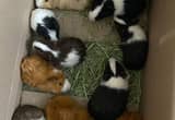 guinea pigs