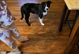 Border Collie Puppy