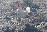 1 year old white Leghorn rooster