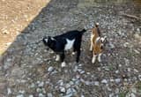 Two baby goats 1nanny 1 billy