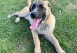 Anatolian Shepherd, Bull Mastiff