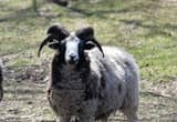 Jacob Sheep Rams