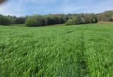 marshall ryegrass in field