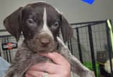 AKC, German Shorthair Pointer puppies