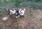 Nigerian Dwarf Goat