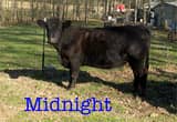 Three Angus Cross Cattle for sale