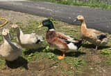 Welsh Harlequin Ducks & laying Hens