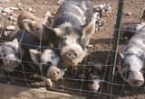 FREE 5 kune cross pigs