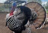 Narragansett Turkey Poults & Eggs