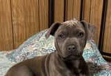 female blue nose pitbull