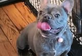 French Bulldog AKC Blue Female